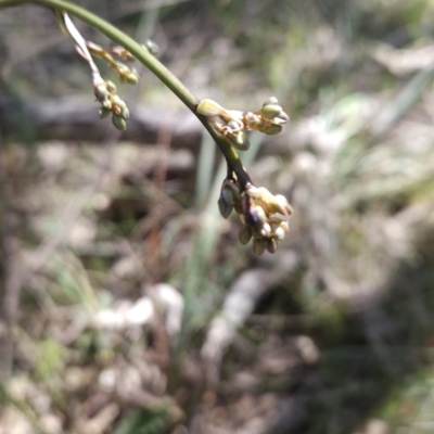 Dianella sp. aff. longifolia (Benambra) (Pale Flax Lily, Blue Flax Lily) at Hall, ACT - 19 Sep 2023 by BethanyDunne