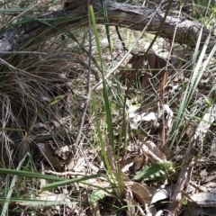 Dianella sp. aff. longifolia (Benambra) at Hall, ACT - 19 Sep 2023 12:35 PM