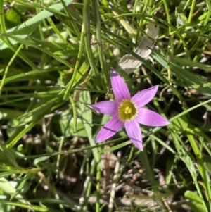 Romulea rosea var. australis at Collector, NSW - 22 Sep 2023 02:49 PM