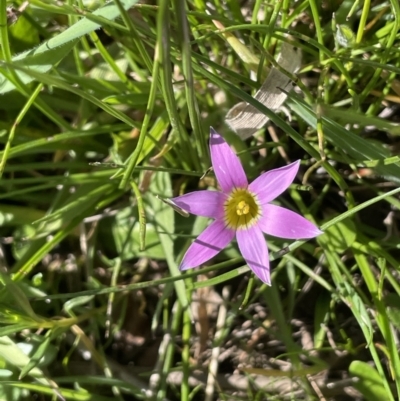 Romulea rosea var. australis (Onion Grass) at Collector, NSW - 22 Sep 2023 by JaneR