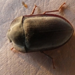 Pterohelaeus sp. (genus) (Pie-dish beetle) at QPRC LGA - 20 Sep 2023 by Paul4K