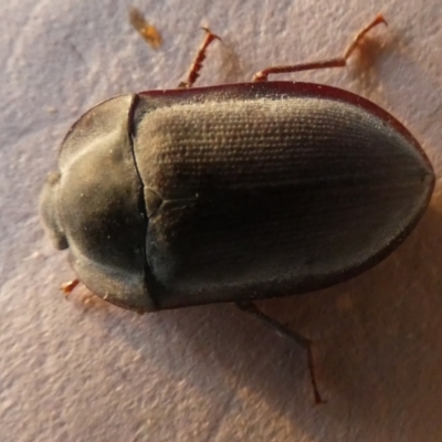 Pterohelaeus sp. (genus) (Pie-dish beetle) at QPRC LGA - 20 Sep 2023 by Paul4K