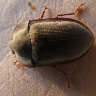 Pterohelaeus striatopunctatus (Darkling beetle) at Borough, NSW - 21 Sep 2023 by Paul4K