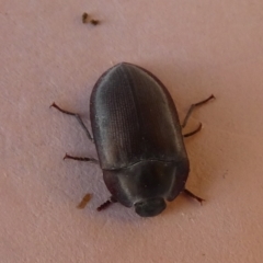 Pterohelaeus sp. (genus) at Borough, NSW - suppressed