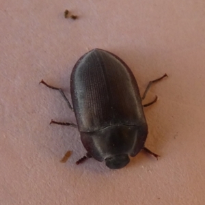 Pterohelaeus sp. (genus) at Borough, NSW - suppressed