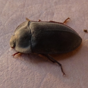 Pterohelaeus sp. (genus) at Borough, NSW - suppressed