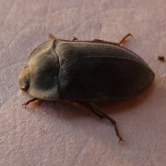 Pterohelaeus sp. (genus) at Borough, NSW - 21 Sep 2023