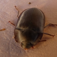 Pterohelaeus sp. (genus) at Borough, NSW - suppressed