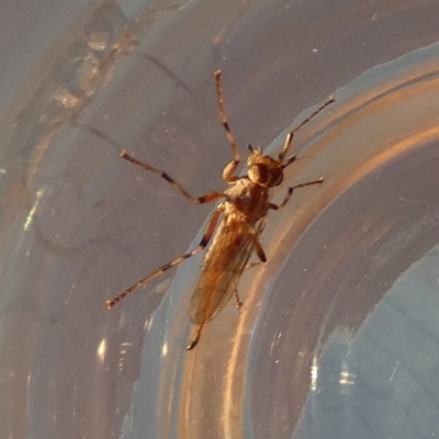 Cardiacera sp. (genus) (Scarab Fly) at Borough, NSW - 20 Sep 2023 by Paul4K