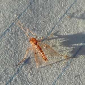 Chironomidae (family) at Borough, NSW - suppressed