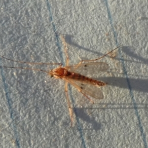 Chironomidae (family) at Borough, NSW - suppressed