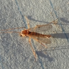 Chironomidae (family) at Borough, NSW - suppressed