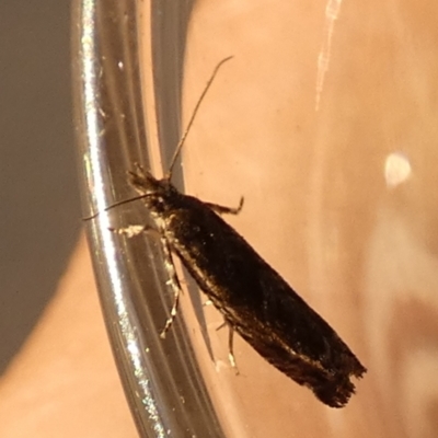 Strepsicrates (genus) at Borough, NSW - 21 Sep 2023 by Paul4K