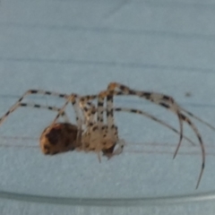 Australomimetus sp. (genus) (Unidentified Pirate spider) at Boro - 21 Sep 2023 by Paul4K