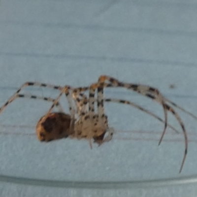 Australomimetus sp. (genus) (Unidentified Pirate spider) at Borough, NSW - 21 Sep 2023 by Paul4K