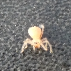 Unidentified Spider (Araneae) at QPRC LGA - 21 Sep 2023 by Paul4K