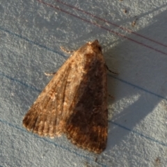 Condica aroana (Small Condica Moth) at QPRC LGA - 20 Sep 2023 by Paul4K