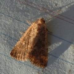 Condica aroana (Small Condica Moth) at Borough, NSW - 21 Sep 2023 by Paul4K