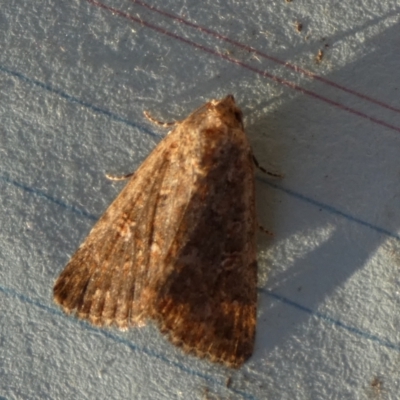 Condica aroana (Small Condica Moth) at Boro - 20 Sep 2023 by Paul4K