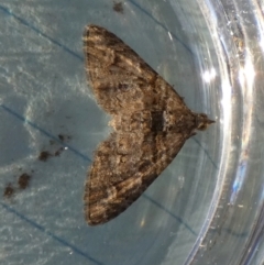 Phrissogonus laticostata (Apple looper moth) at Borough, NSW - 21 Sep 2023 by Paul4K