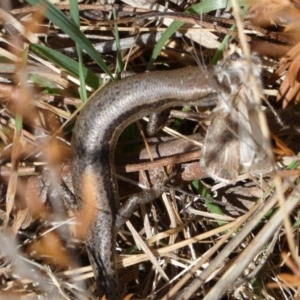 Lampropholis guichenoti at Mayfield, NSW - 22 Sep 2023