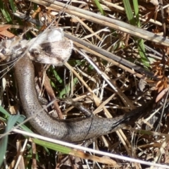 Lampropholis guichenoti at Mayfield, NSW - 22 Sep 2023