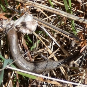 Lampropholis guichenoti at Mayfield, NSW - 22 Sep 2023