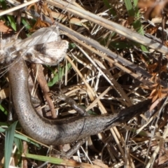 Lampropholis guichenoti at Mayfield, NSW - 22 Sep 2023