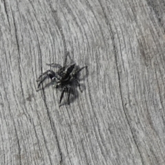 Jotus sp. (genus) (Unidentified Jotus Jumping Spider) at QPRC LGA - 22 Sep 2023 by Paul4K