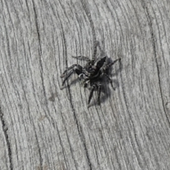 Jotus sp. (genus) at Borough, NSW - 22 Sep 2023