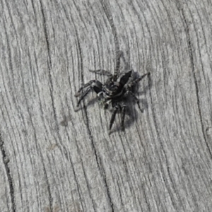 Jotus sp. (genus) at Borough, NSW - 22 Sep 2023