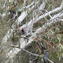 Callocephalon fimbriatum (Gang-gang Cockatoo) at QPRC LGA - 23 Sep 2023 by yellowboxwoodland