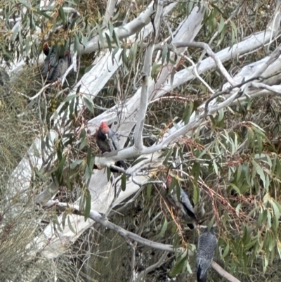 Callocephalon fimbriatum (Gang-gang Cockatoo) at QPRC LGA - 23 Sep 2023 by yellowboxwoodland