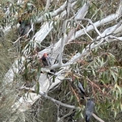 Callocephalon fimbriatum (Gang-gang Cockatoo) at Bungendore, NSW - 23 Sep 2023 by yellowboxwoodland