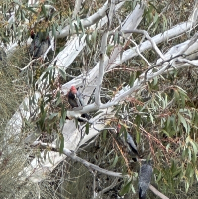 Callocephalon fimbriatum (Gang-gang Cockatoo) at Bungendore, NSW - 23 Sep 2023 by yellowboxwoodland
