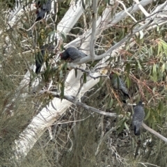 Callocephalon fimbriatum at Bungendore, NSW - suppressed