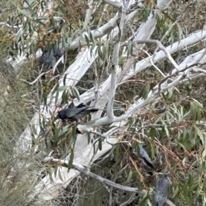 Callocephalon fimbriatum at Bungendore, NSW - 23 Sep 2023