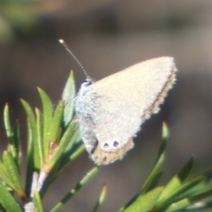 Nacaduba biocellata (Two-spotted Line-Blue) at Borough, NSW - 22 Sep 2023 by Paul4K