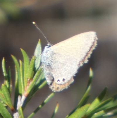 Nacaduba biocellata (Two-spotted Line-Blue) at QPRC LGA - 22 Sep 2023 by Paul4K