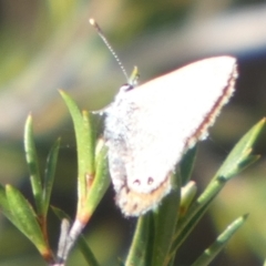 Nacaduba biocellata at Borough, NSW - suppressed