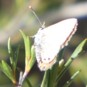 Nacaduba biocellata at Borough, NSW - suppressed