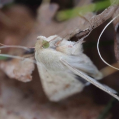 Helicoverpa (genus) (A bollworm) at Sullivans Creek, Turner - 18 Sep 2023 by ConBoekel