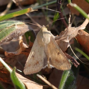 Helicoverpa (genus) at Turner, ACT - 18 Sep 2023 04:19 PM