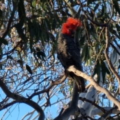 Callocephalon fimbriatum (Gang-gang Cockatoo) at Crace, ACT - 22 Sep 2023 by MattYoung