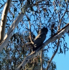 Callocephalon fimbriatum at Crace, ACT - 22 Sep 2023