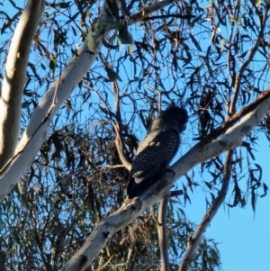 Callocephalon fimbriatum at Crace, ACT - 22 Sep 2023