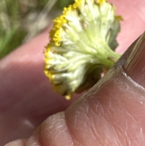 Craspedia variabilis at Yarralumla, ACT - suppressed