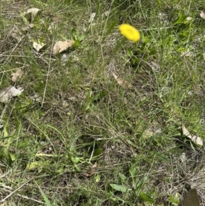 Craspedia variabilis at Yarralumla, ACT - suppressed