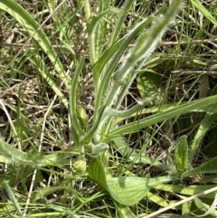 Craspedia variabilis at Yarralumla, ACT - suppressed