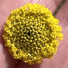 Craspedia variabilis at Yarralumla, ACT - suppressed